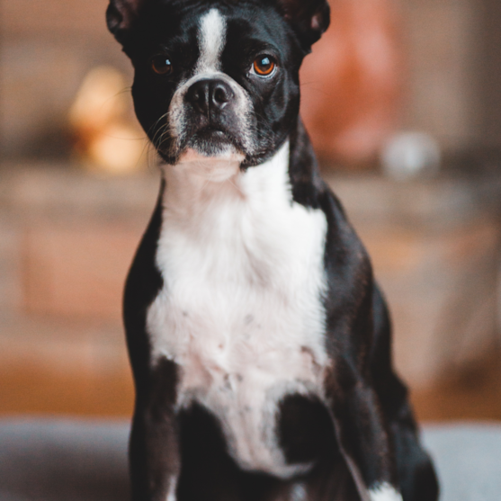 black and white boston terrier dog